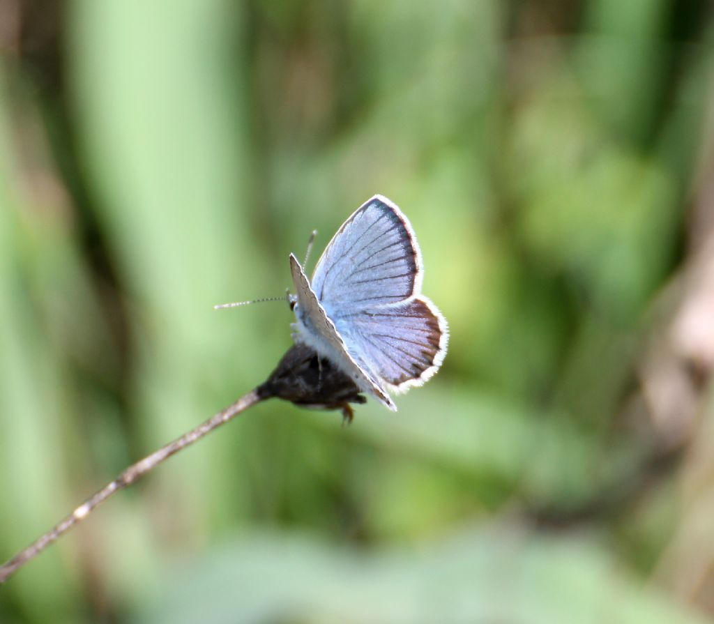 Plebejus idas? S